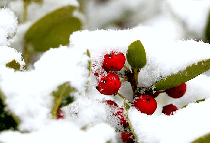 下雪了下雪了一大波乡村雪景照等你欣赏