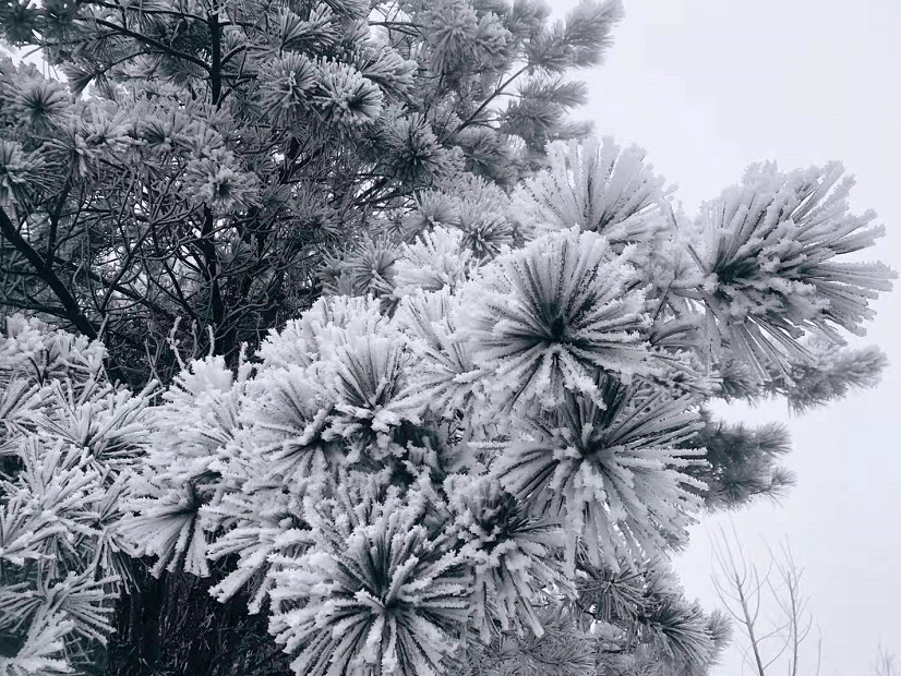 摄影丨永春网网友陈佐亮对于一直在等待下雪的朋友们来说这一场雪来