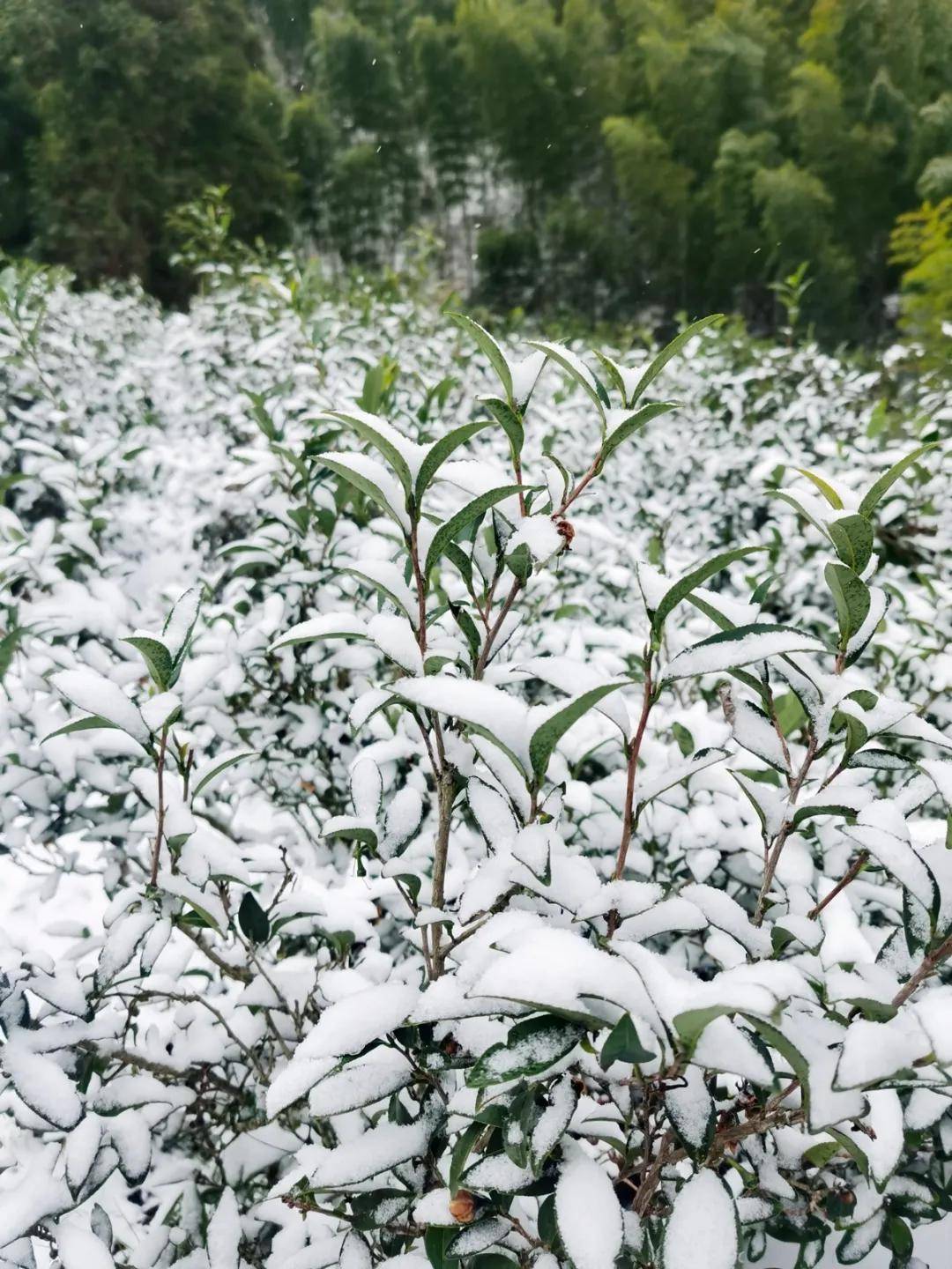 武夷山桐木 | 2021的第一場雪