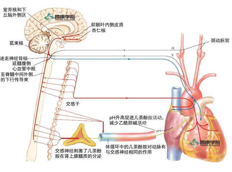 內臟神經的解剖Ⅱ_下丘腦