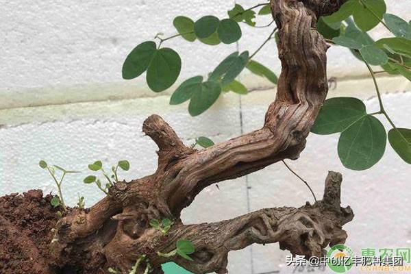 羊蹄甲盆景怎么养