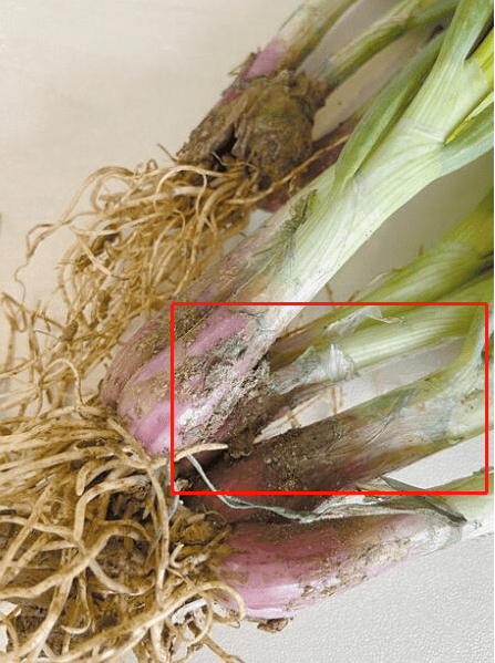 贵州菜场掉色葱来自昆明是谁在小葱上耍小聪明