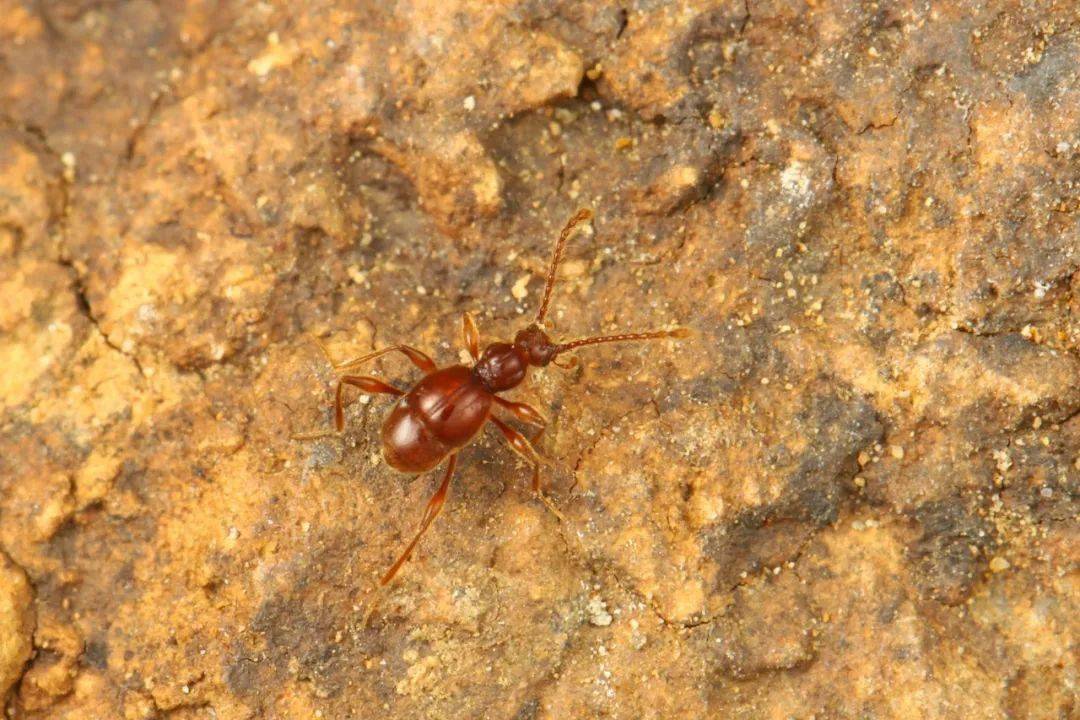 四川洞穴探险队生物调查组新物种发现