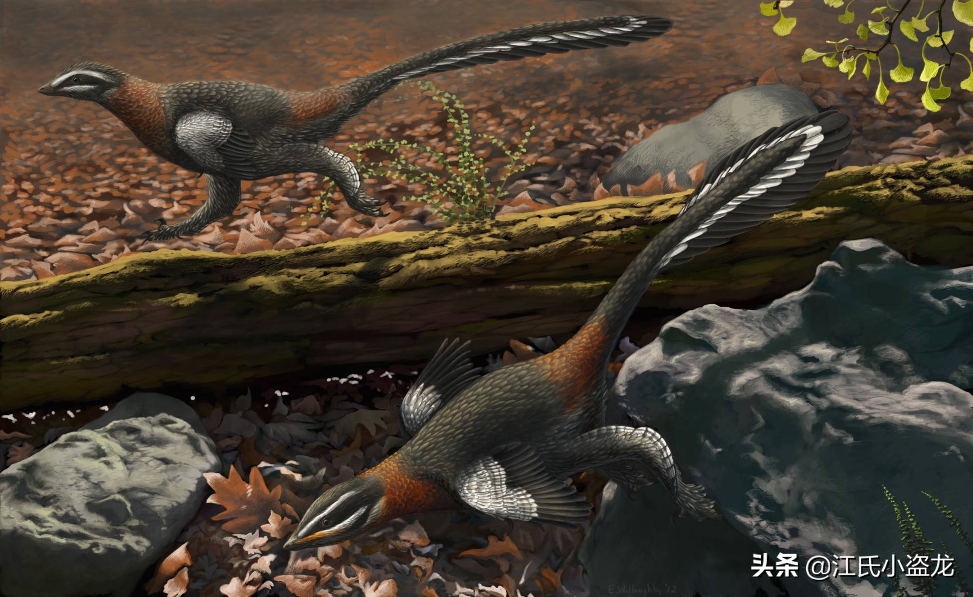 中国发现神奇恐龙,化石保持睡觉姿势