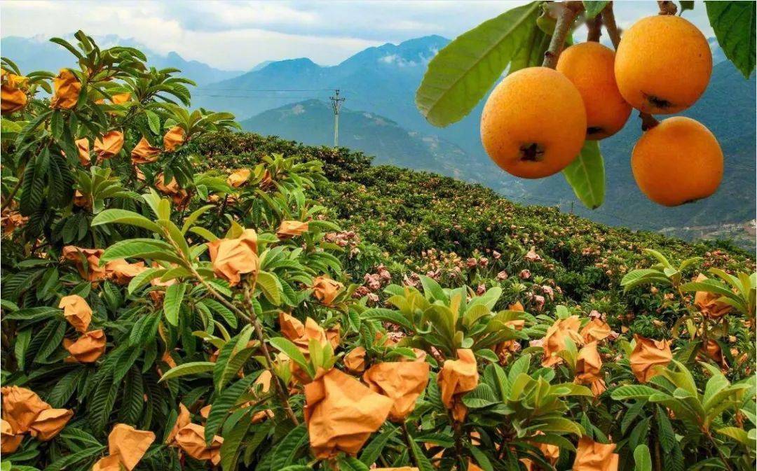 攀枝花这些地方当天耍来回,枇杷,草莓……好吃又好玩!