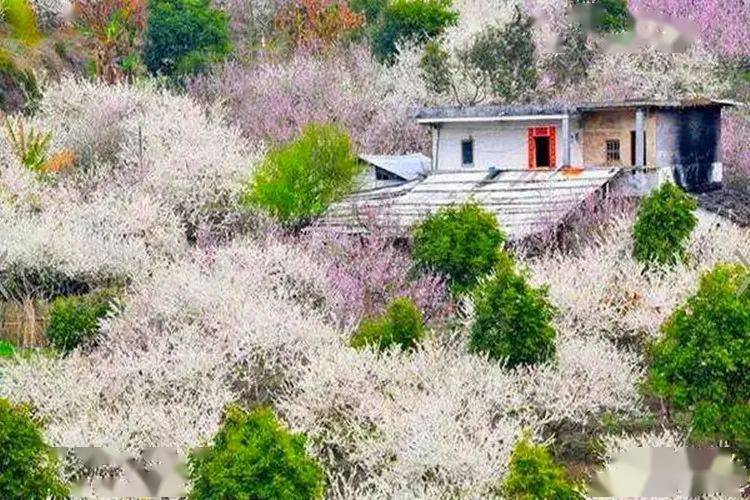 明天出发国内最大梅园惠东梁化梅园千亩香雪盛开喝青梅酒品农家菜