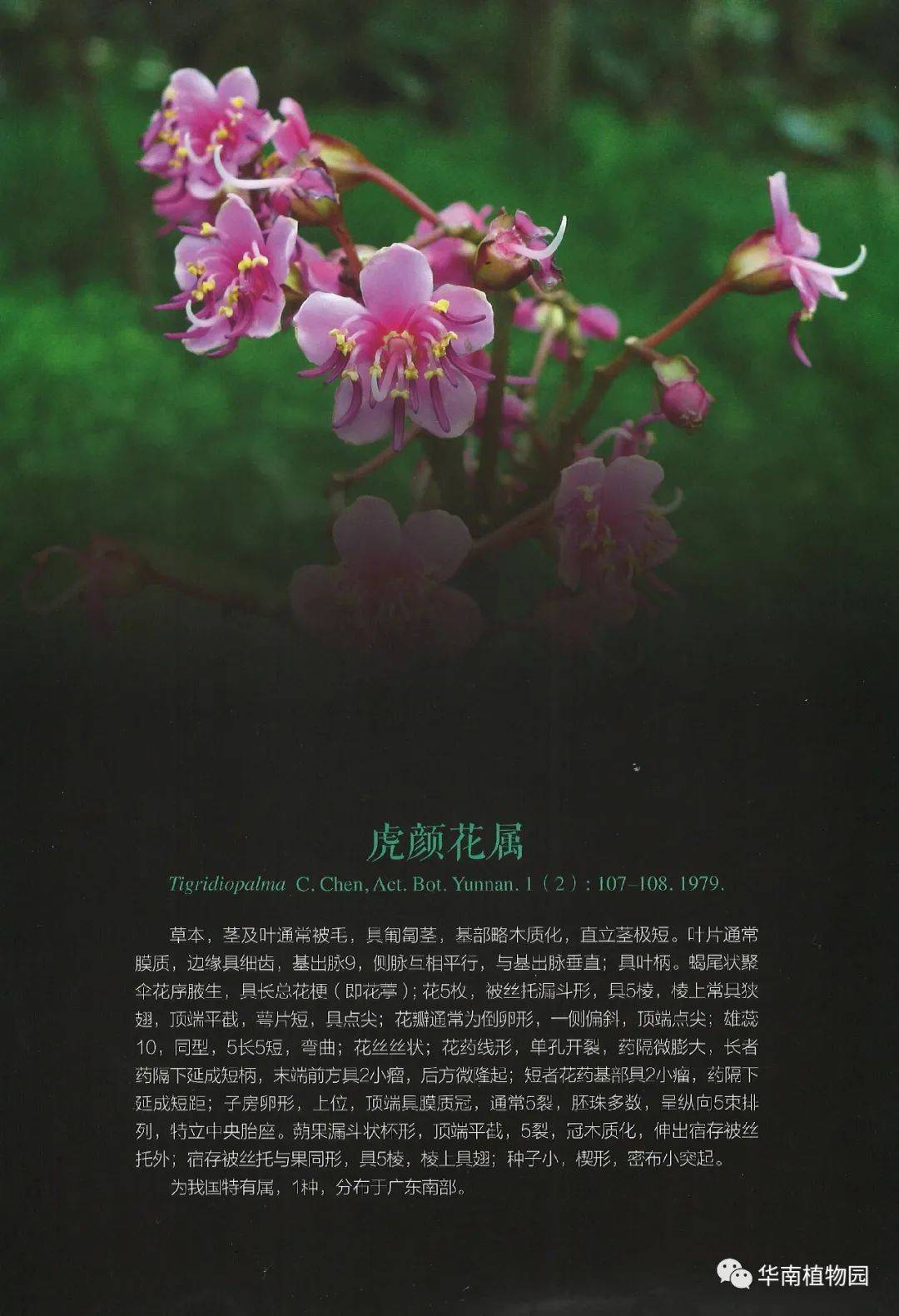 在看似低调中出尽风头虎颜花