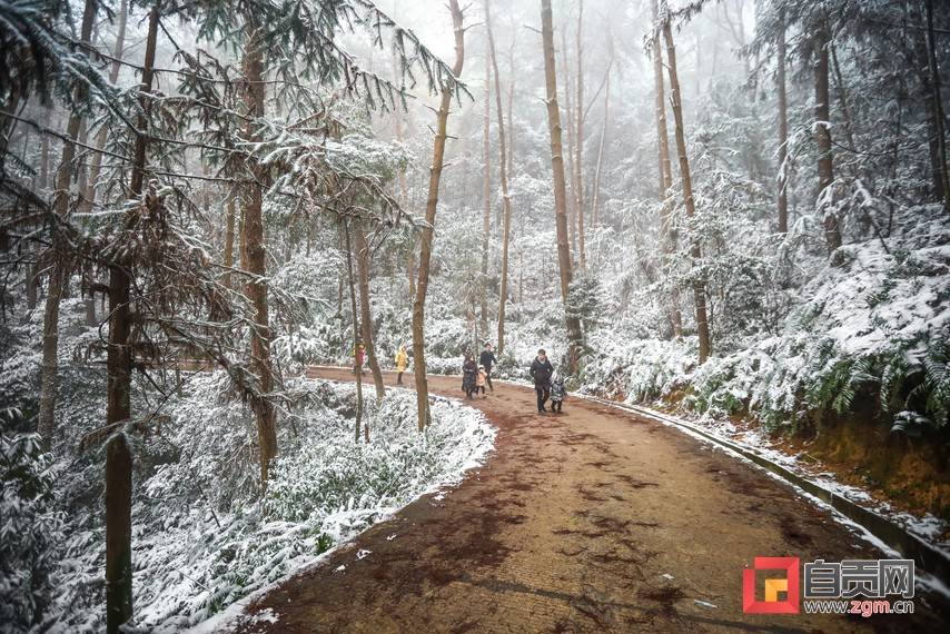 雪景多图银装素裹的荣县高石梯森林公园引自贡市民纷至沓来打卡