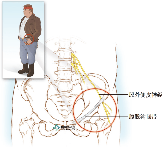 股外侧皮神经分布图图片