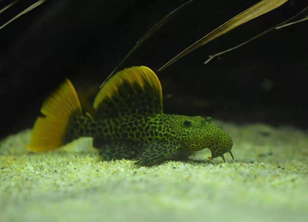 我的2米南美缸_阿莲卡