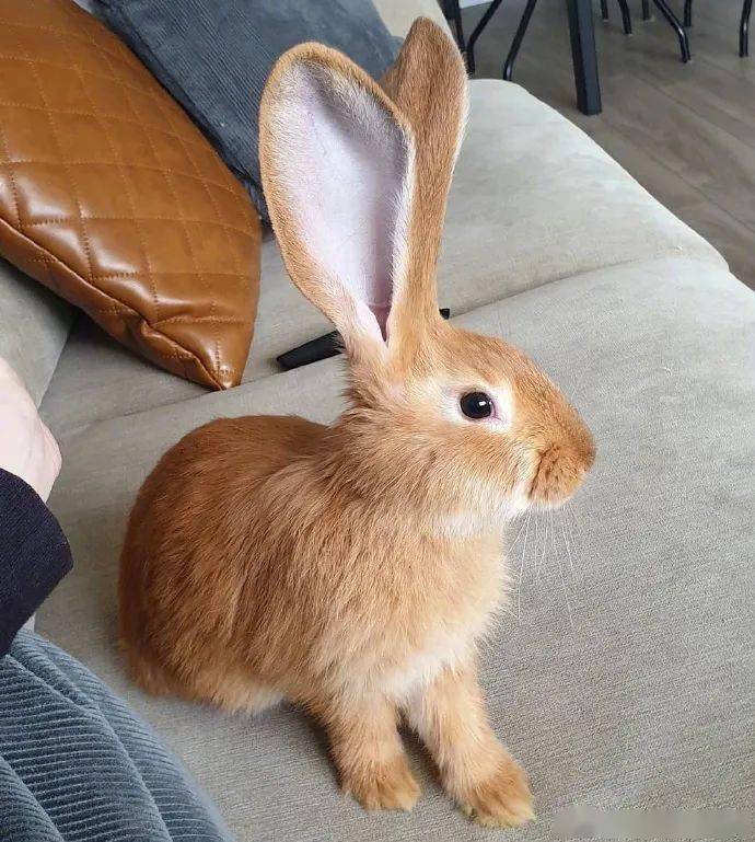 这兔子跟个驴似的大耳朵竖起来好像听八卦的我