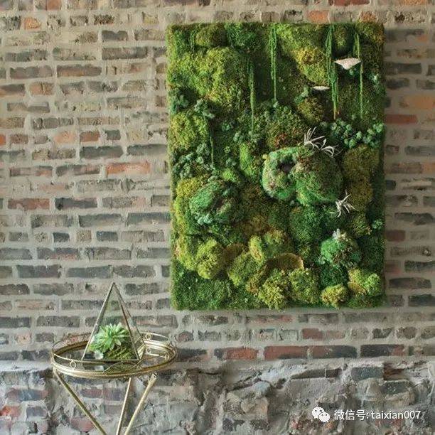 国外的苔藓墙那么漂亮到底是怎么做到的
