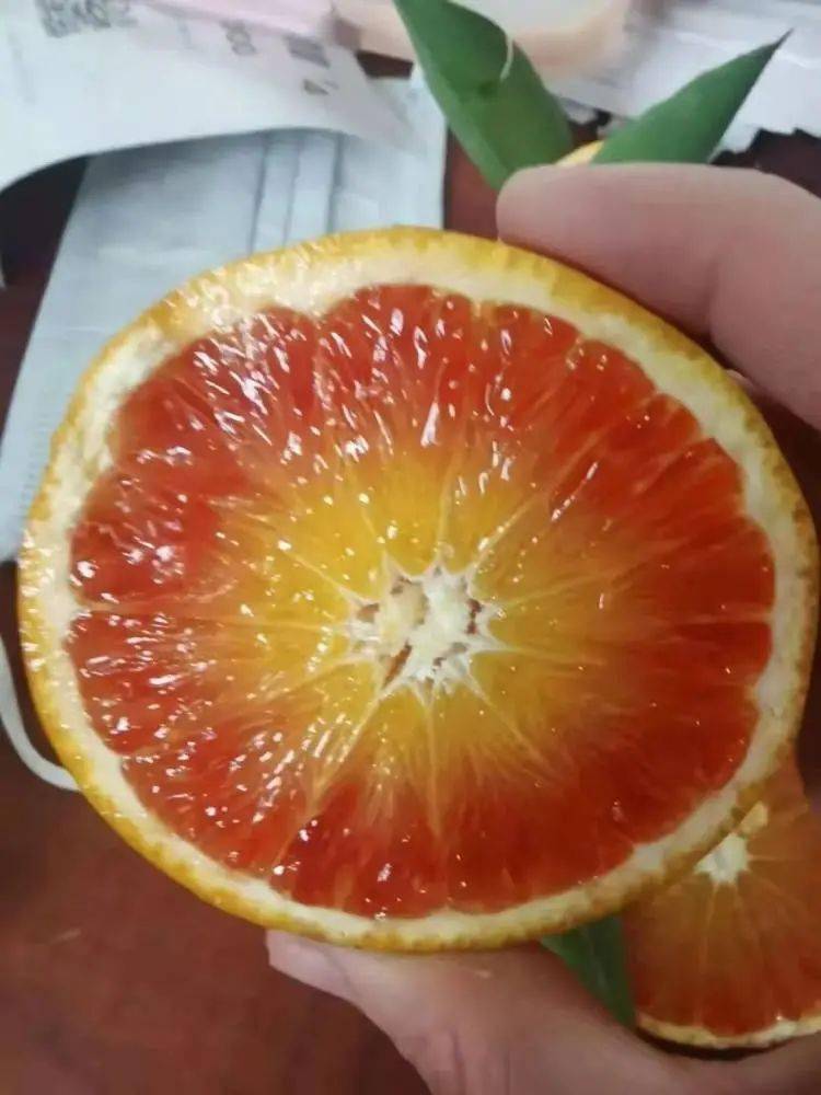 血橙子真实图片图片