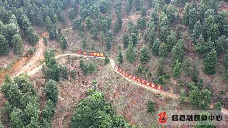 塘步镇南安村脱贫户:光凤媚我是藤县林业部门聘请的生态护林员,每月有