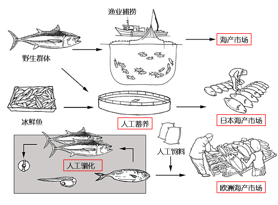40年被吃到濒危蓝鳍金枪鱼被判死刑