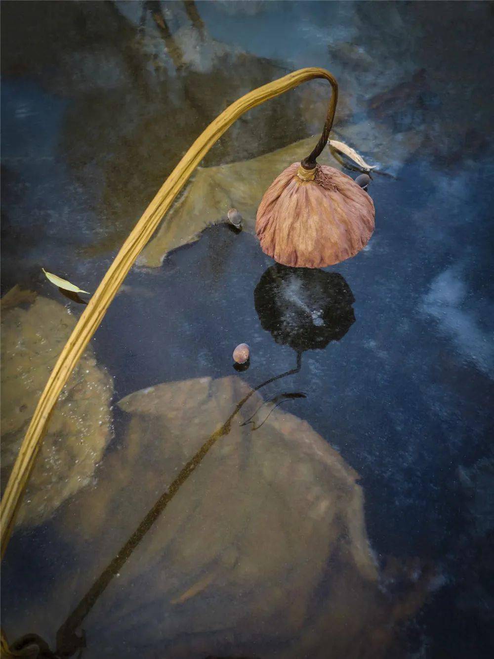 【美图欣赏】津门网朴在华:禅意枯荷之美_摄影