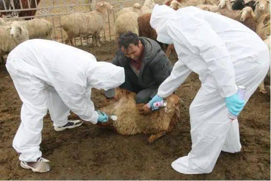 一岁以上的羊更容易患脑炎！羊脑炎症状及预防方法脑炎症状的早期识别