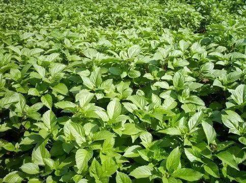 每日一油甜羅勒精油杭州芳療學校