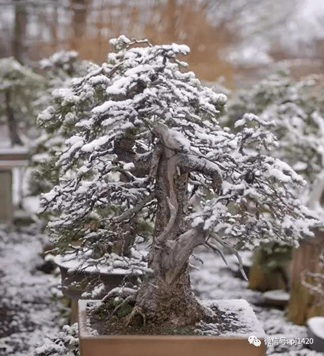 融雪树盆景图片