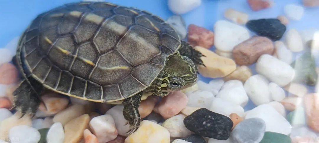 冬季买龟很便宜网购的小草龟该怎么过冬我建议别冬眠