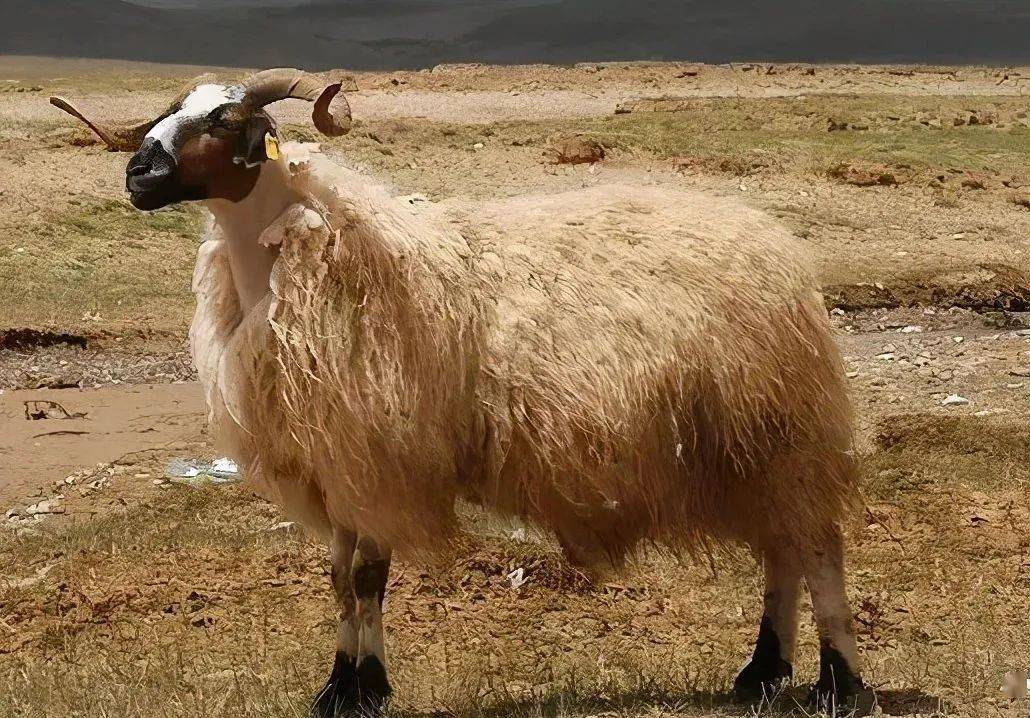 "玉树牦牛""扎什加羊"遗传资源通过国家畜禽遗传资源委员会审定并列入