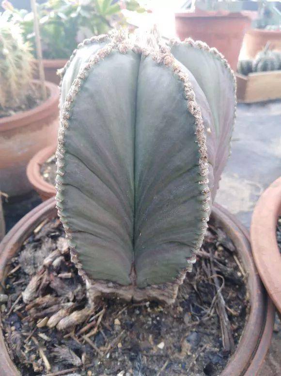 晒图养了20年的鸾凤玉20公分每年开花不断