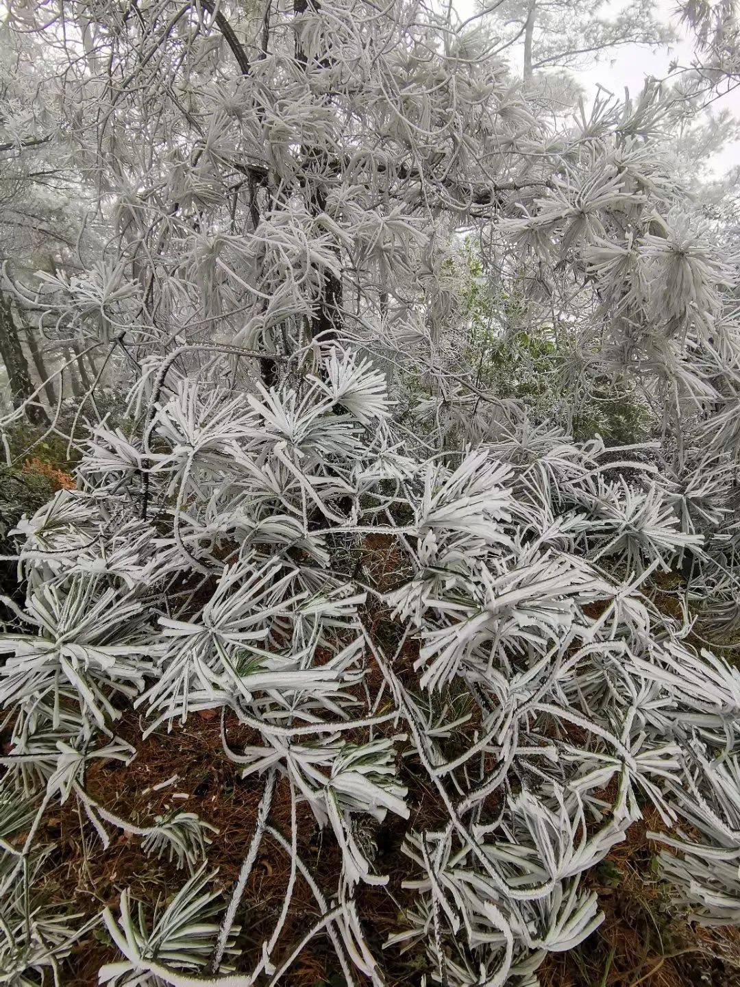 昆明主城开始飘雪