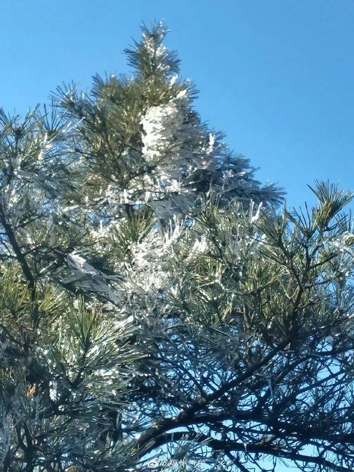 鼓岭下雪了图片