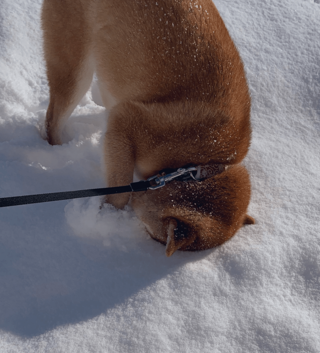 出门遛狗,柴犬突然把脸埋进雪里,网友:它一定是南方狗!
