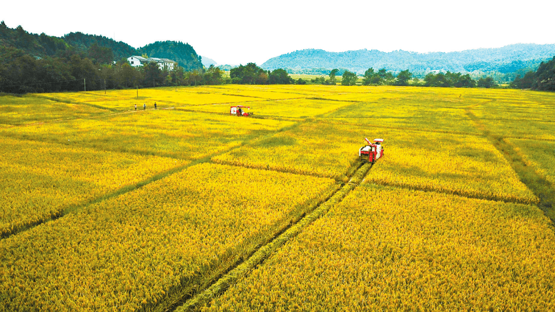 【强村富民】高田有机稻助农增收_资溪