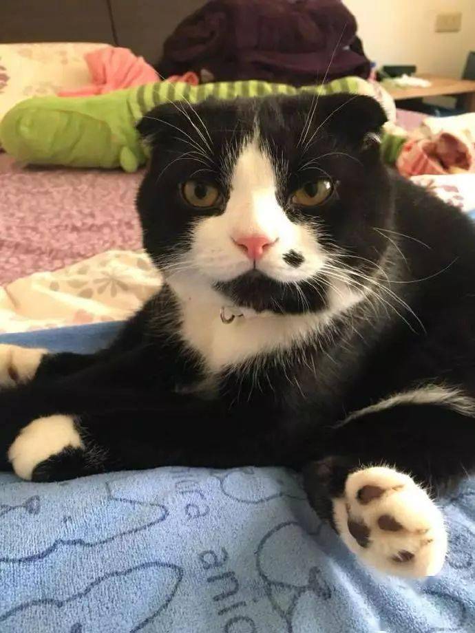 脸上长了一颗媒婆痣这位喵大人好特别