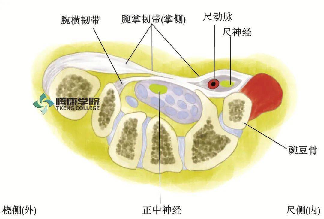 glisson纤维鞘解剖图图片