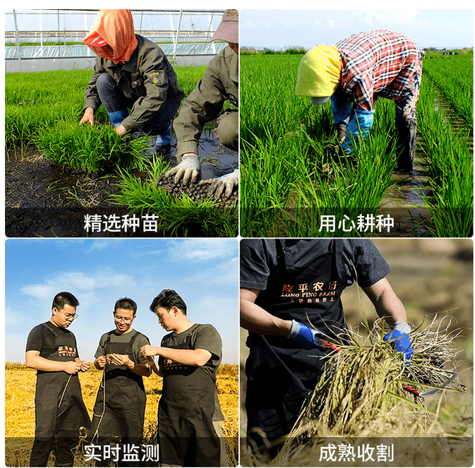 袁隆平大米丨饭桌上必备的一碗销魂米饭!