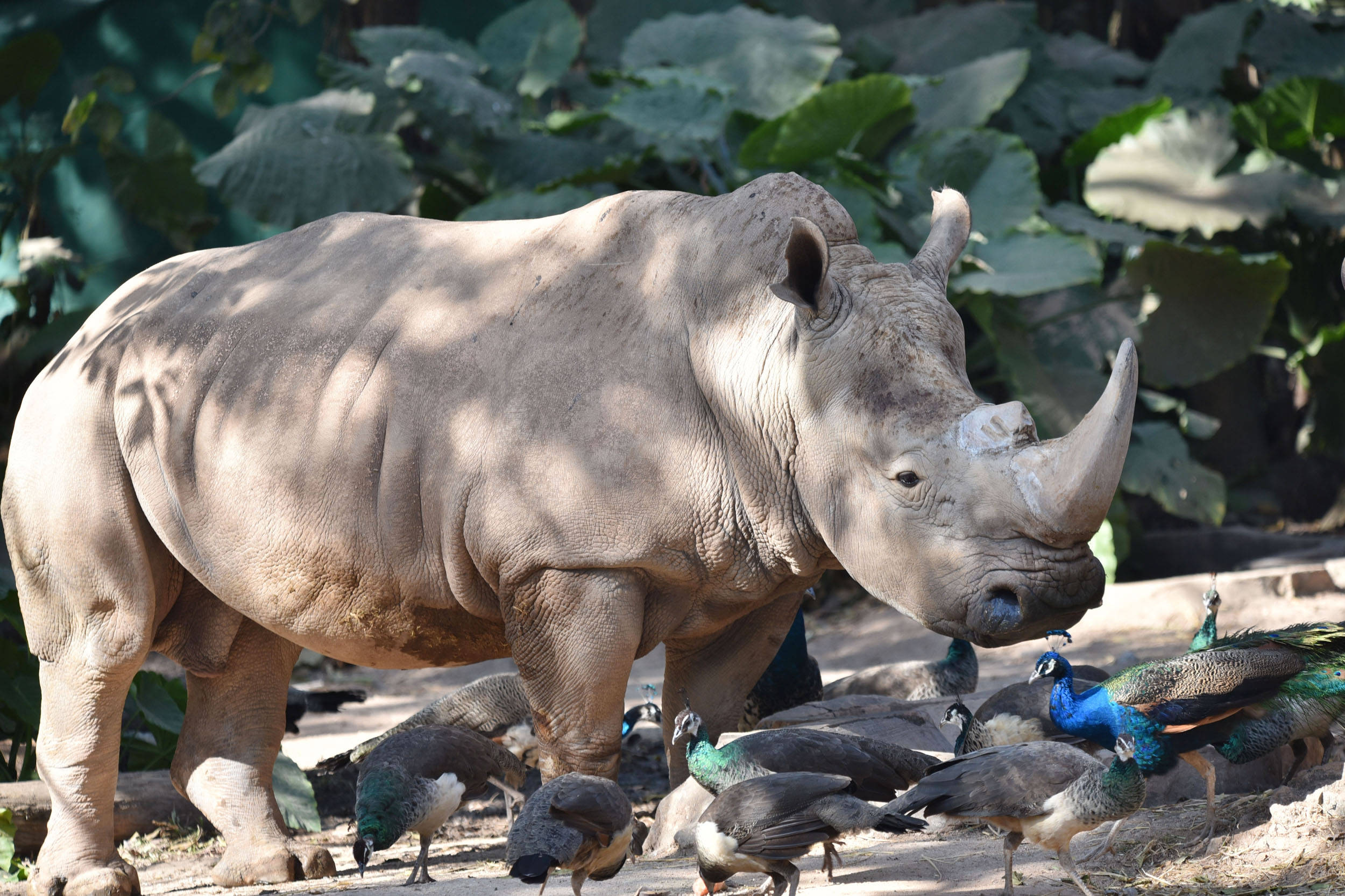 深圳野生动物园孔雀犀牛和谐共处