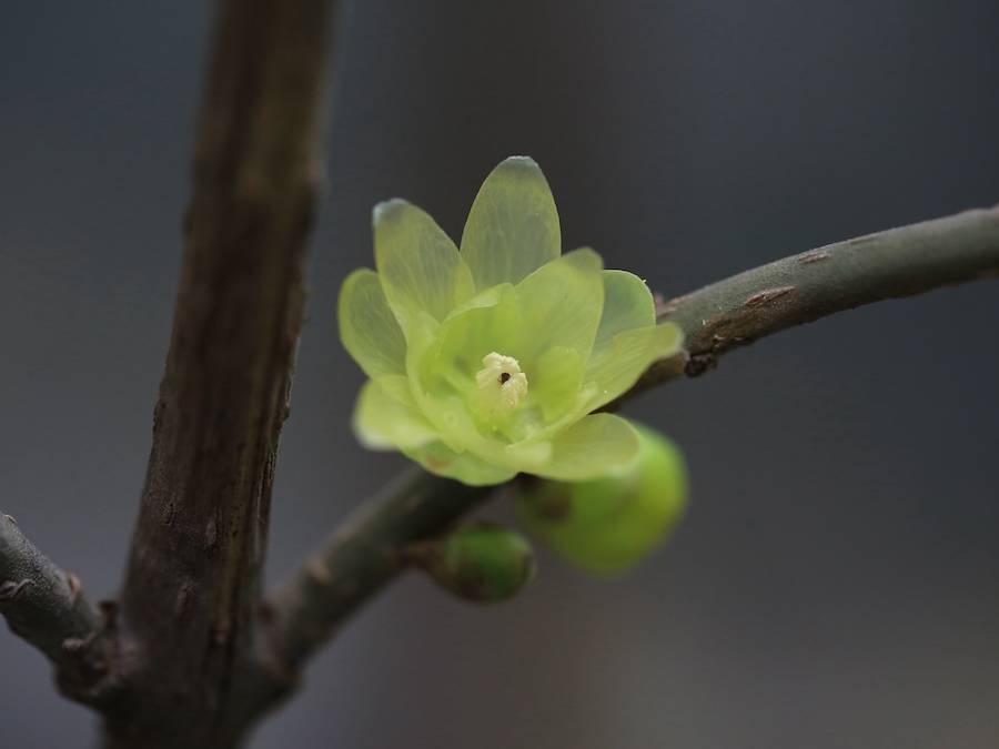 自然散步 | 年年賞蠟梅,歲歲有新趣_花瓣