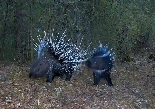 四川王朗拍到豪猪求偶全过程母豪猪身上的刺把公猪刺得嗷嗷叫