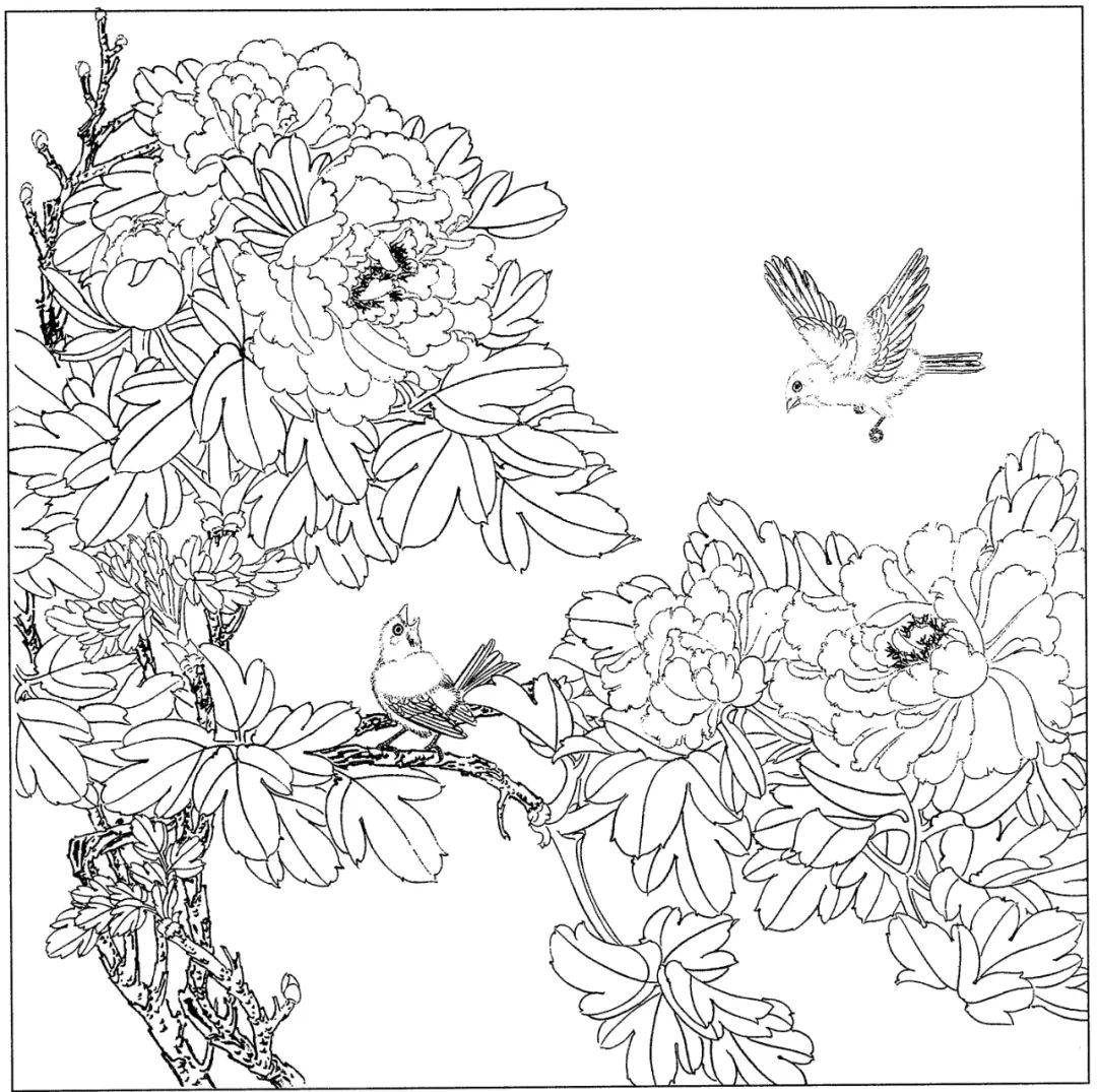 花卉白描线稿分享给你简单易学收藏起来临摹