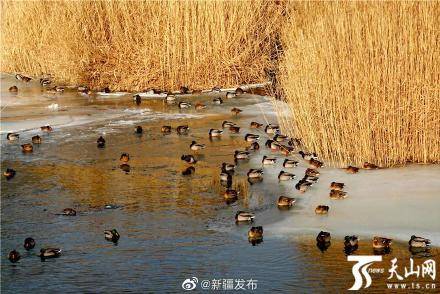 寒冬腊月大批水鸟聚集库尔勒孔雀河嬉戏觅食