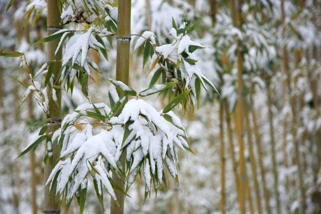 雪天的竹子图片图片