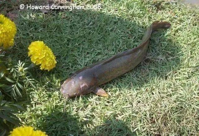 步行鲇会用身体下面的鳍站在水底,然后扭动身体缓慢地向前移动.