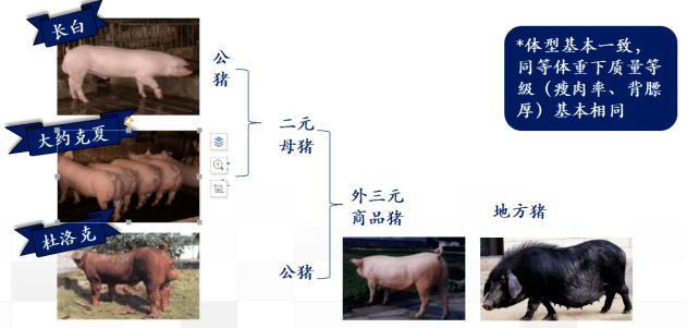 再与杜洛克进行交配得到三元猪;外三元:国内主流三元配套系,以杜洛克