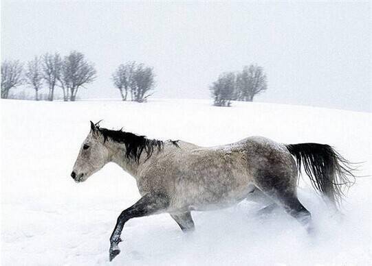 雪青色马图片