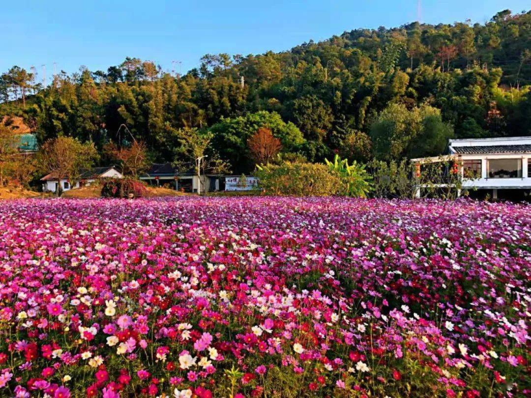 河源萬綠谷大門票葉屋坪花海優惠票