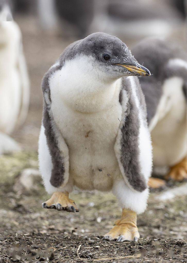 快乐的大脚小企鹅运动四肢宛如翩翩起舞动作笨拙可爱