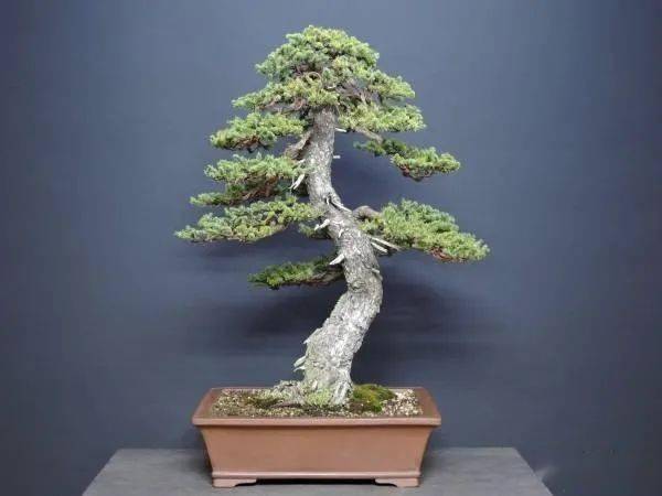 虾夷松盆景的制作与养护