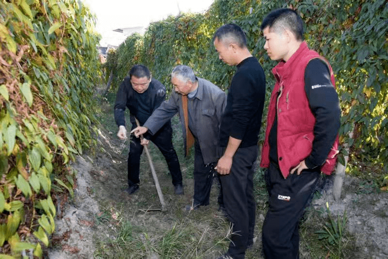 安溪县长坑乡山格村种淮山种出幸福日子
