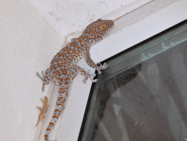 农村这种墙上常见物,曾被大量捕捉,如今濒临灭绝很难见到!_壁虎