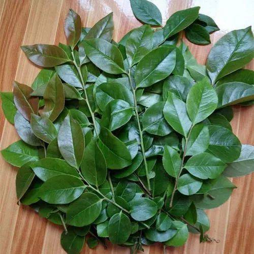 8,辣木树叶顾名思义,辣木因其根茎有辣味而得名.