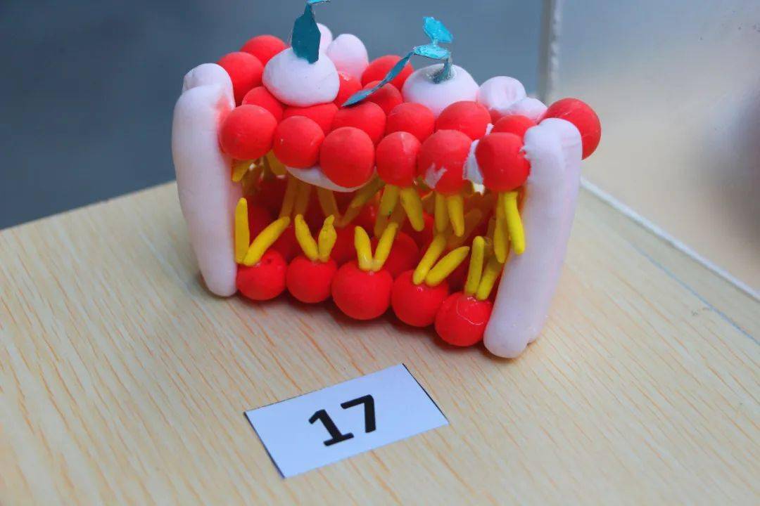 高一生物模型大赛 | 快来pick你心目中的生物(模型)大师吧!