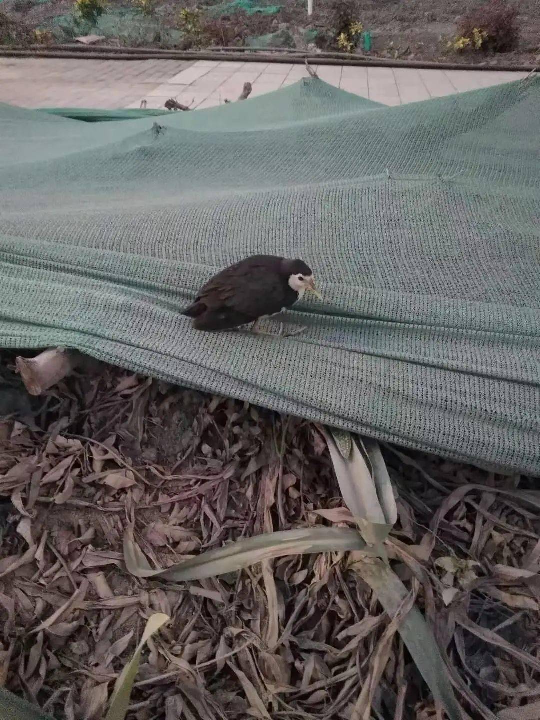 南沙牢底坐穿兽在马路赖着不走随后一位路过的街坊抱上了车并